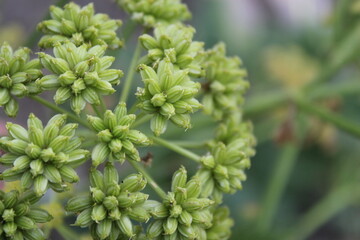 celery seeds