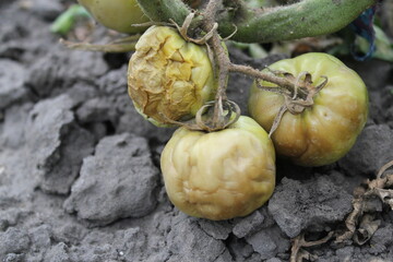 Tomato diseases