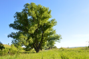 lonely willow in the field