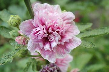 Fototapeta premium mallow flower
