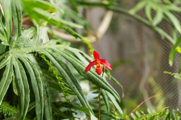 Pink orchid flowers growing on a stem with a green background.
