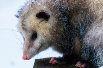 possum closeup