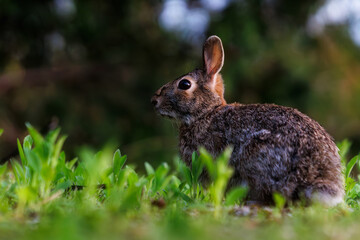 rabbit in the grass
