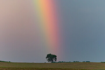 rainbow tree