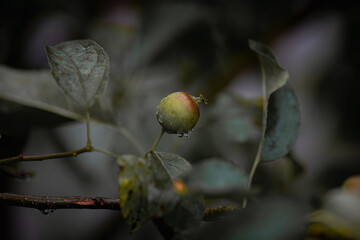 Melancholy Apple Bud with Rain Drops on Moody Foliage – Autumn Garden Still Life