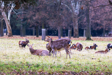 Ovis aries musimon a herd of mouflons lying in the grass and in the background a meadow and trees.