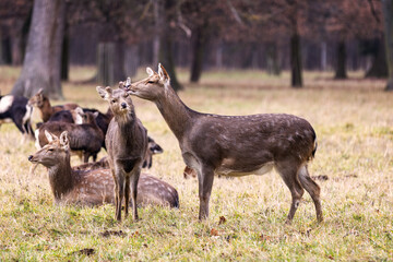 Two sika deer standing in a meadow and mouflons lying next to them, with a meadow and forest in the background.