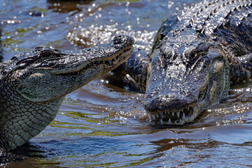 American Alligator Sneak Attack on his Buddy 