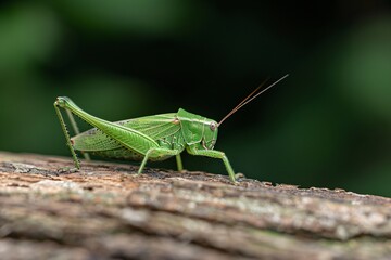 Fototapeta premium Close-up of a green grasshopper perched on a wooden log against a blurred background.