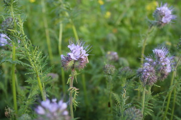 phacelia