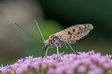 Obraz premium Close-up of a brown and orange grasshopper perched on vibrant pink flowers in a garden.