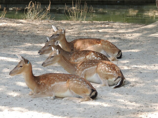 Animals trapped in a zoo