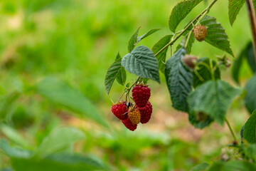 Ripe raspberry on a branch