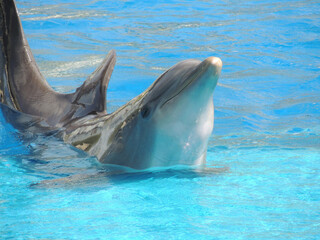 Animals trapped in a zoo