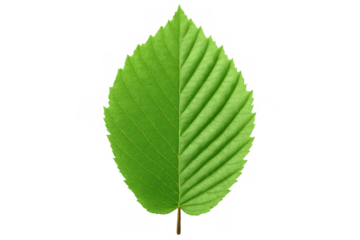 Green leaf against transparent backdrop, revealing detailed venation and rich emerald hue