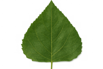 Green poplar leaf highlighting delicate venation pattern against transparent backdrop