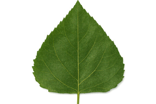 Green poplar leaf highlighting delicate venation pattern against transparent backdrop
