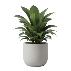 Potted green plant in minimalist white ceramic planter  isolate on a transparent background