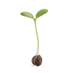 Green seedling sprouting from soil isolate on a transparent background