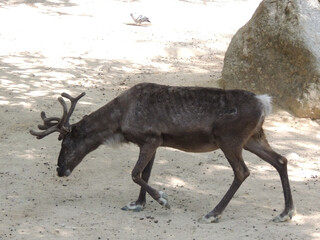 Animals trapped in a zoo