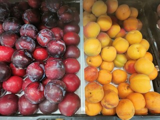 A display of fruit, including plums and peaches, is arranged in a tray