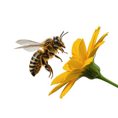 Honeybee flying towards vibrant yellow flower isolate on a transparent background