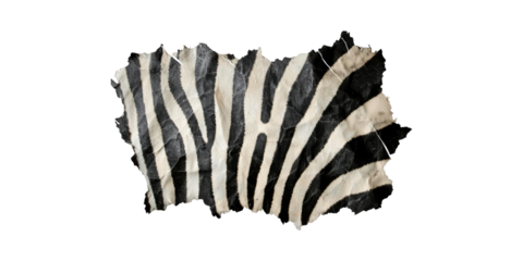 Zebra Hide Texture. Exotic Animal Print For Fashion And Design Isolated On Transparent Background