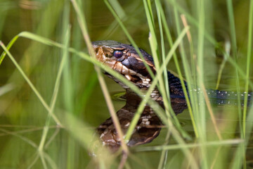 Cottonmouth / water moccasin (Agkistrodon piscivorus), a venomous snake, in Highlands Hammock State...