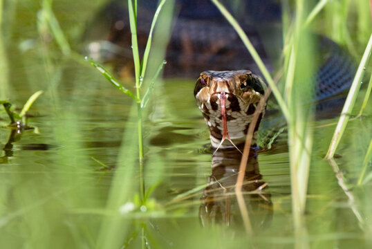 Cottonmouth / water moccasin (Agkistrodon piscivorus), a venomous snake, in Highlands Hammock State Park, Florida. Please check the species ID with an expert if accuracy matters for your project. 