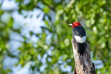 A red-headed woodpecker (Melanerpes erythrocephalus) in Highlands Hammock State Park, Florida