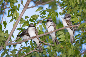 Gray kingbirds (Tyrannus dominicensis) or grey kingbirds in Sarasota, Florida 