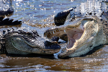 American Alligator Sneak Attack on his Buddy 