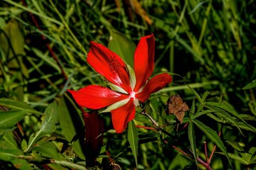 red flower in the garden