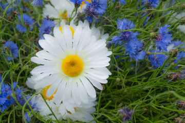 A vibrant close-up of fresh daisies and blue cornflowers, with dewdrops on petals and dense green...