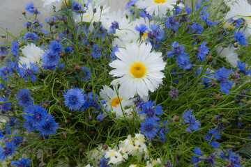 A vibrant close-up of fresh daisies and blue cornflowers, with dewdrops on petals and dense green...