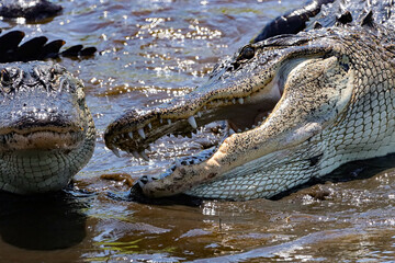 American Alligator Sneak Attack on his Buddy 
