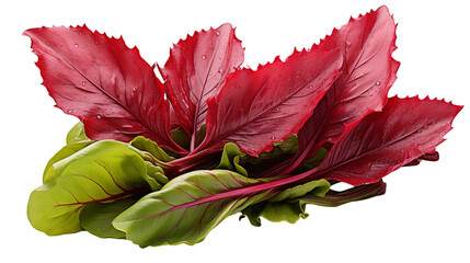 Fresh beetroot greens show vibrant red and green colors, perfect for healthy salads and creative culinary uses transparent.