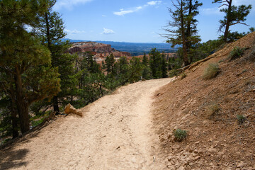 Easy and wide section of the Queens Garden Trail as it goes through a pine forest section in Bryce...
