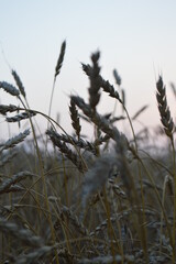 reeds in the wind in the evening