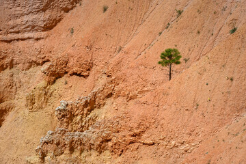 Hardy bristlecone pine tree surviving in a challenging environment on the red rock side of the...