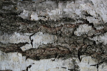 bark of a tree