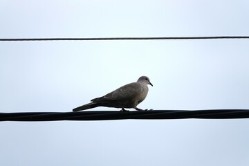 Gołąb na drutach elektrycznych