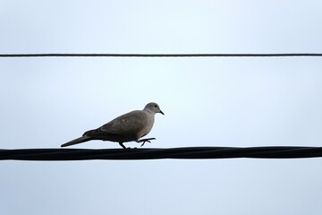 Gołąb na drutach elektrycznych