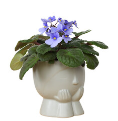 Purple viola flowers in a cute flowerpot isolated on white or transparent background. Profile view.