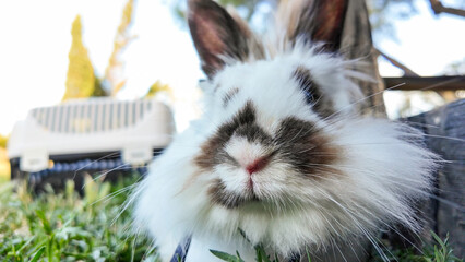 Close-up view of a fluffy rabbit with white and brown fur, sitting in the grass. The rabbit is...