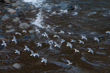 Common gull (Larus canus)