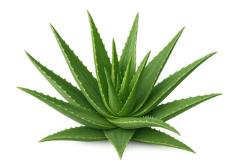 Fototapeta premium Green aloe vera plant cut out, highlighting natural wellness, skincare ingredient with transparent background ready for graphic design