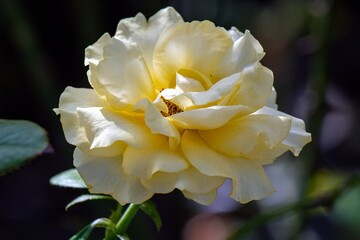 yellow rose flower