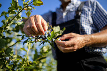 Picking ripe blueberries in the sunlit orchard during summer harvest season