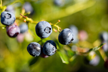 Ripe blueberries growing on a bush in bright sunlight during a summer afternoon